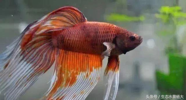 揭秘你不知道的江湖,你不知道的江湖