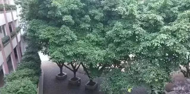 2021重庆小学划片区查询,重庆2023小学划片时间