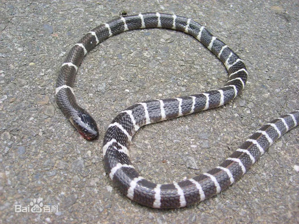 21岁女孩网购银环蛇当宠物被咬，送到医院后……哎！