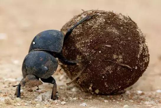 底盘装甲自己可以做吗,底盘装甲什么样子