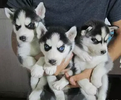 多格宠物店永顺,多格宠物店加盟