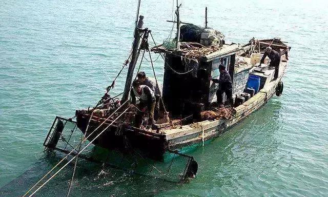 武汉江鱼哪个最好吃,实拍江鳊吃口