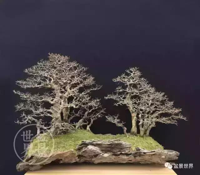 一组榆树盆景作品欣赏学习榆树盆景制作技术