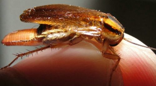 为什么蟑螂能抗辐射,为什么蟑螂怕辐射