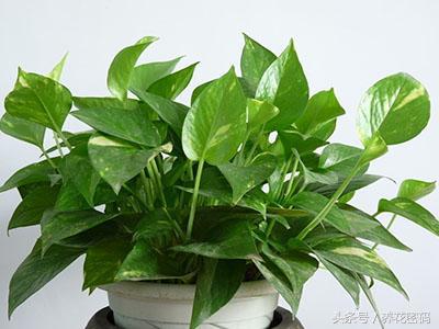 快死的绿萝这样做，救活是分分钟的事