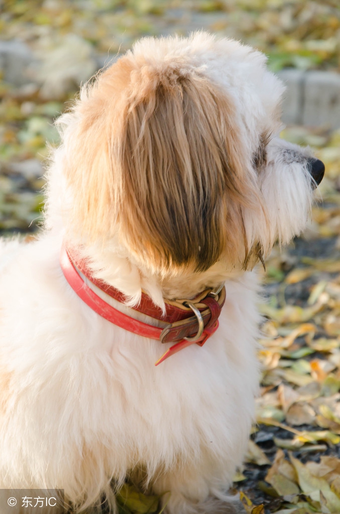 一只哈巴狗是什么狗,哈巴狗就是指一种非常可爱的狗