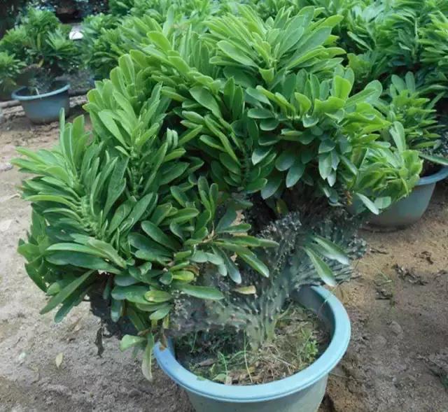 山东多肉小朋友,淄博养多肉