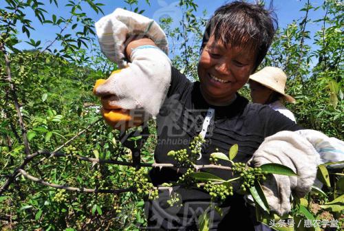 花椒种植技术和方法青花椒,用花椒籽可以种花椒吗