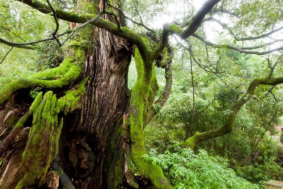 古堰画乡如诗如画,古堰画乡最是诗情画意的地方