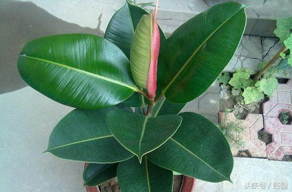 橡皮树生长小技巧,橡皮树生长的各个阶段