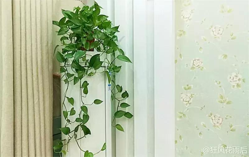 房间空气净化盆栽,空调房养盆栽技巧