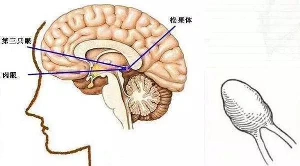 科学家证明人体存在的“第三只眼”,此前一直被忽略