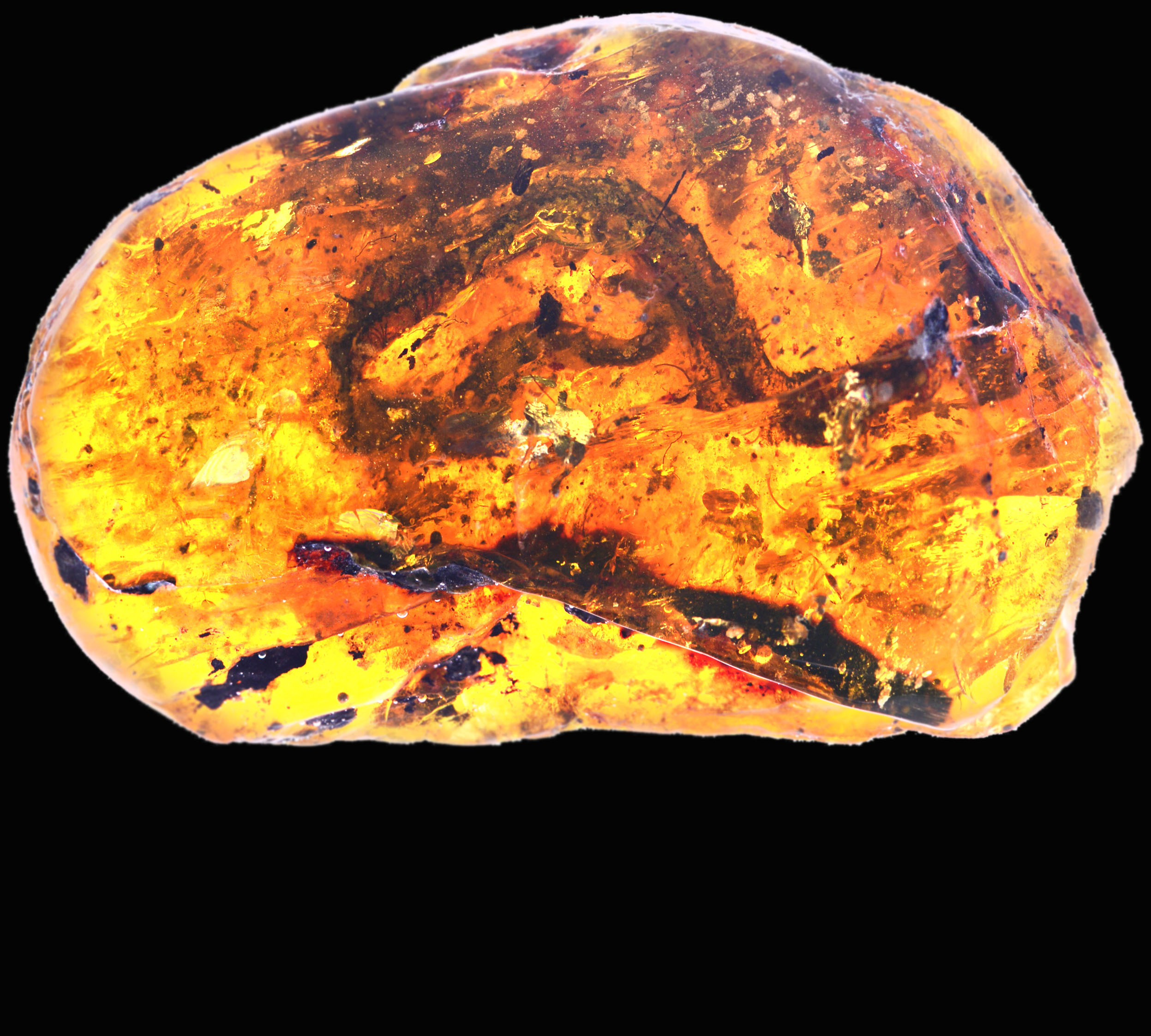 琥珀里的珍稀植物,琥珀发现新物种