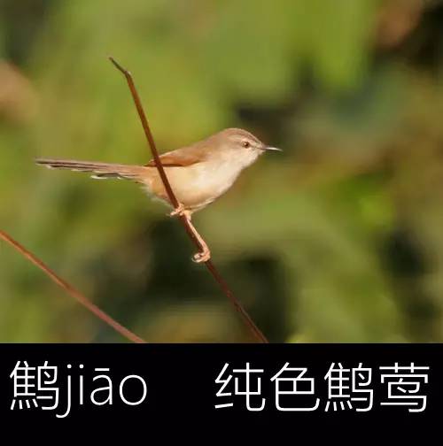 带你认识几个主播,带你认识几种常见的野菜