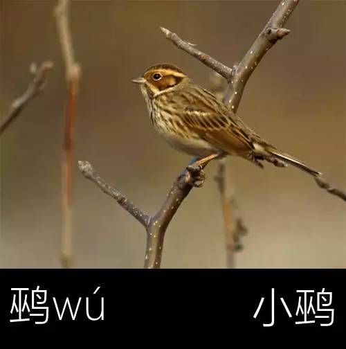 璁よ瘑楦熷瓧,楦熺殑16涓父瑙佸瓧