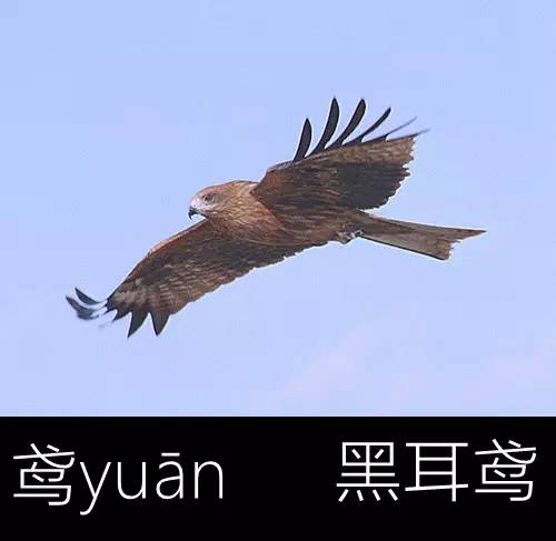 带你认识几个主播,带你认识几种常见的野菜