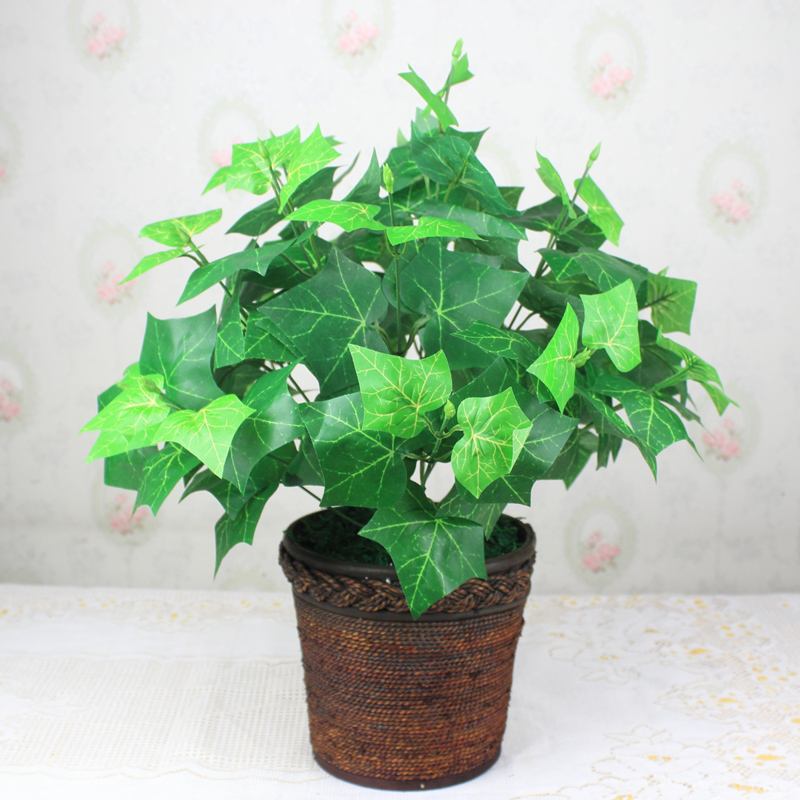 爬山虎盆景北方冬天落叶吗,爬山虎盆景提根怎么养成的