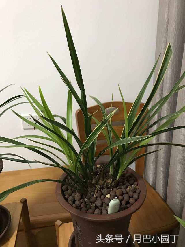 芦荟养蝴蝶兰,芦荟养兰