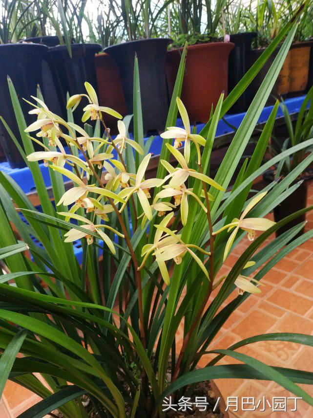 兰花焦尖，有黑斑？用这汁液抹一抹，兰花叶子绿油油，花开香十里