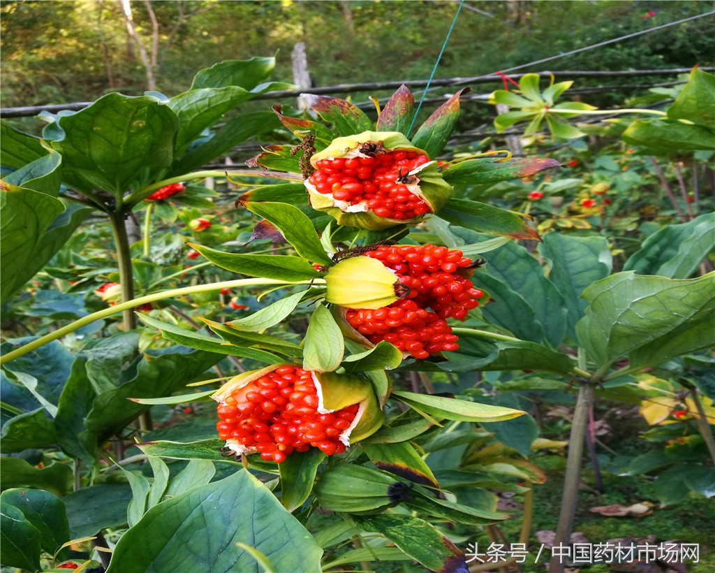 昆明中药材收购价格表,昆明市场部分中药材价翻十倍