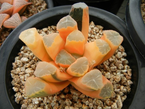 这5种多肉植株最难养死,这几款多肉易爆盆还好养