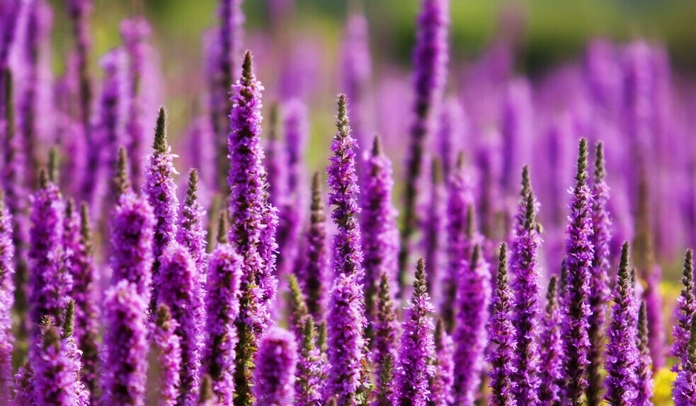 紫色的薰衣草既神秘又浪漫,优雅紫色熏衣草