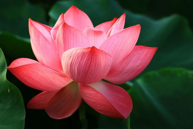 周敦颐的爱莲说雅俗共赏,周敦颐谈爱莲说