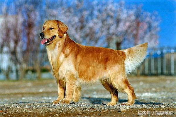 金毛犬得皮肤病期间可以洗澡吗,金毛犬老是有皮肤病吃什么狗粮