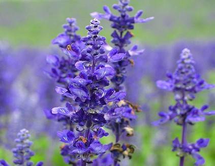 紫色的薰衣草既神秘又浪漫,优雅紫色熏衣草