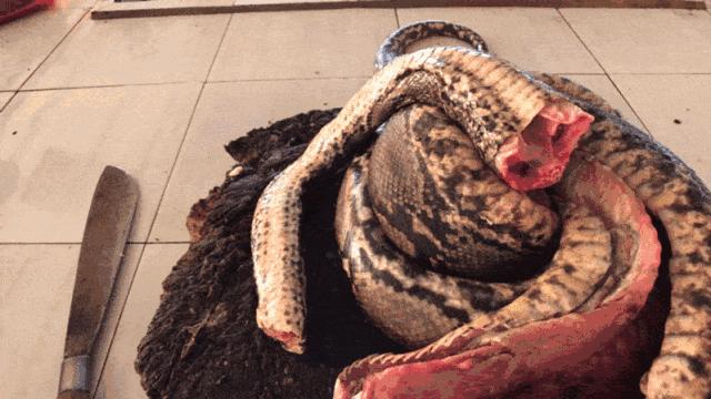 印尼美娜多潜水,印尼美娜多潜水考证