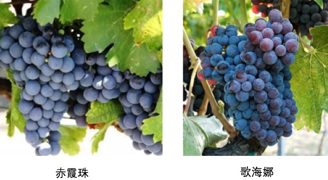 红葡萄酒真假鉴别最简单方法,怎么通过酒色分辨红酒的好坏