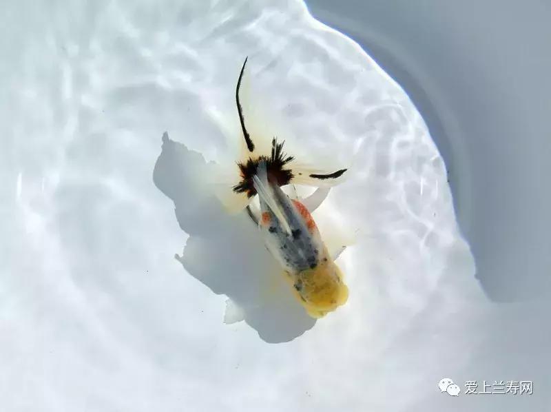 日本金鱼品种大全,日本东京金鱼多少钱一条