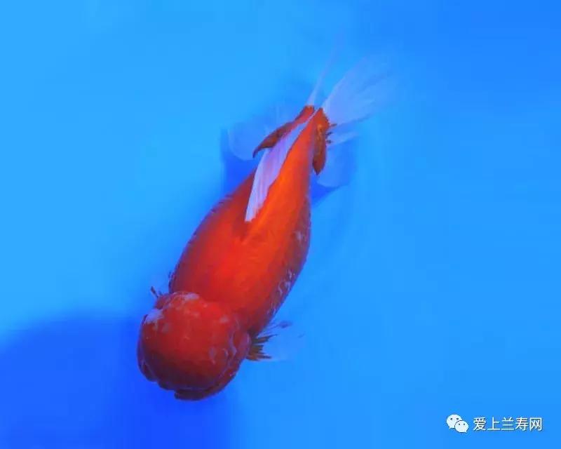 日本金鱼品种大全,日本东京金鱼多少钱一条