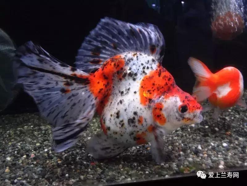 日本金鱼品种大全,日本东京金鱼多少钱一条