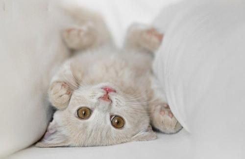 猫咪驱虫用大宠爱好还是福来恩好,猫咪体外驱虫和体内驱虫多久一次