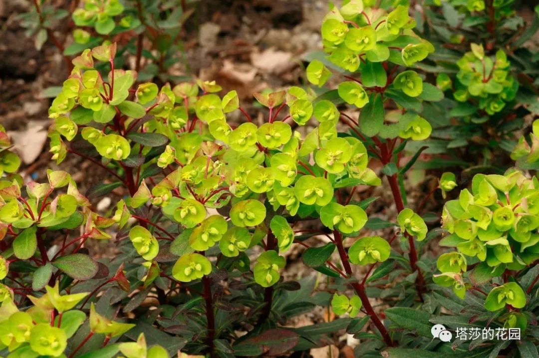 这座暗黑花园，不仅酷，还防涝