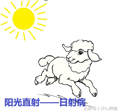 羊会中暑吗什么症状,羊中暑的症状和解决方法