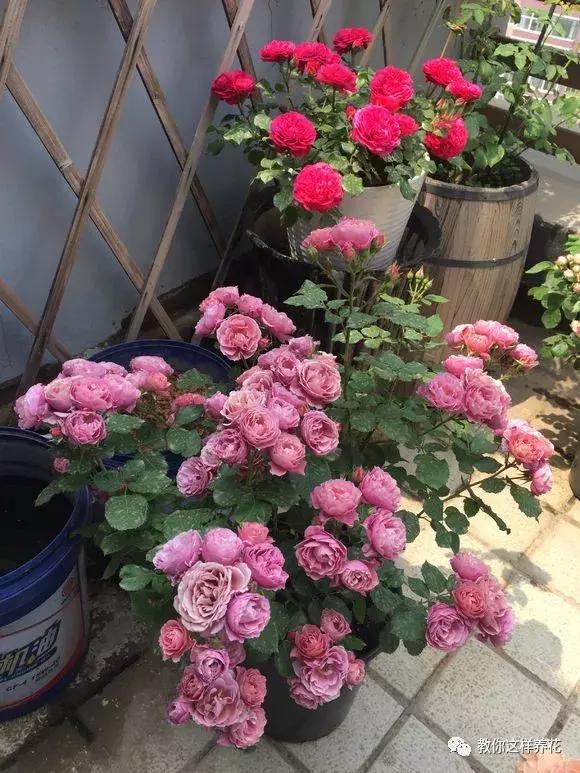 绿萝吊兰怎么养才能开花,比绿萝吊兰还好养的5种花