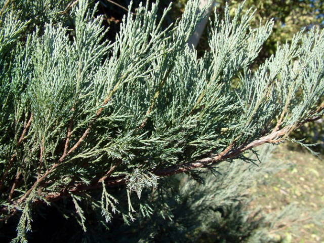 极耐阴花卉不需光照耐寒,光照不够的阳台适合种的耐阴蔬菜