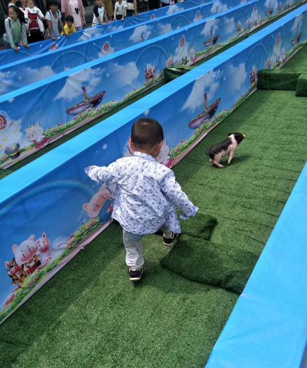 萌宠小香猪乐园,遵义小香猪