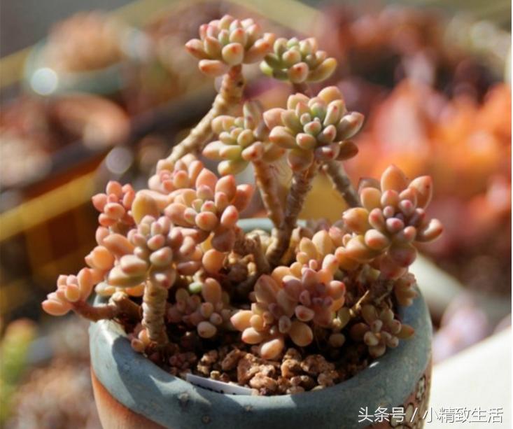 这10种多肉宛如变色龙,有名的七种多肉植物