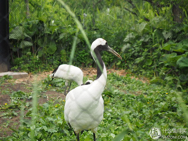 北海道札幌的散步之旅,日本北海道小樽旅游攻略