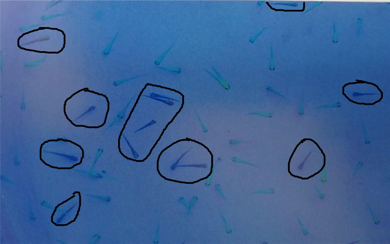 红白大正锦鲤的挑选标准,锦鲤大正三色鱼苗