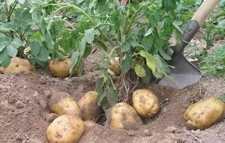 万能药芸苔素内酯,芸苔素内酯可以连续用吗