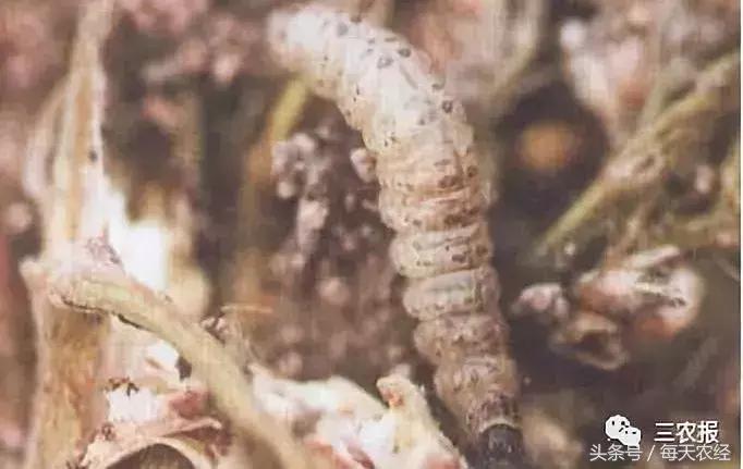 桃树虫害汇总，不看后悔！「上篇」