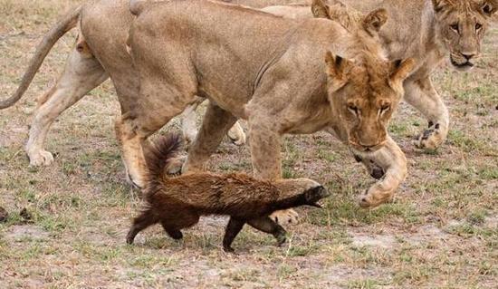 平头哥蜜獾逃出动物园,蜜獾和平头哥是一种动物吗