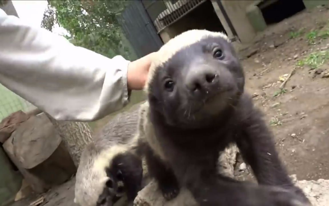 平头哥蜜獾逃出动物园,蜜獾和平头哥是一种动物吗
