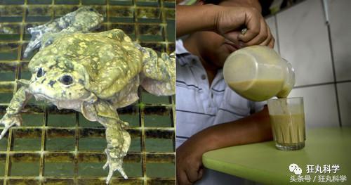 不可思议的重口味饮品：青蛙榨汁、蟑螂制奶？