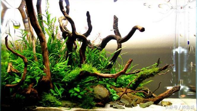 观赏鱼缸里长青苔了怎么办？别急着除掉，它有这3点好处