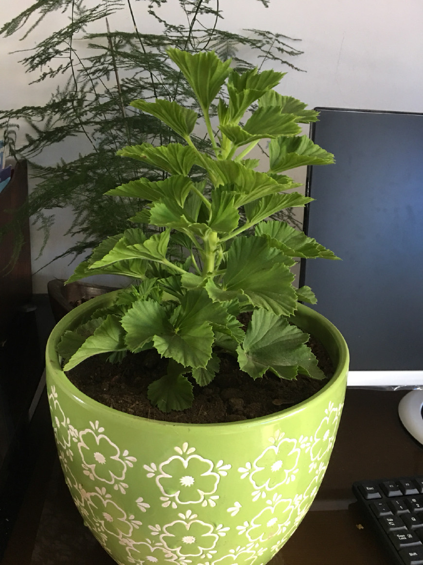 扦插蝴蝶梅要套袋吗,扦插蝴蝶梅叶片喷水可以吗